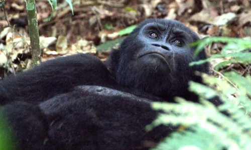 Are there habituated mountain gorillas in Uganda?