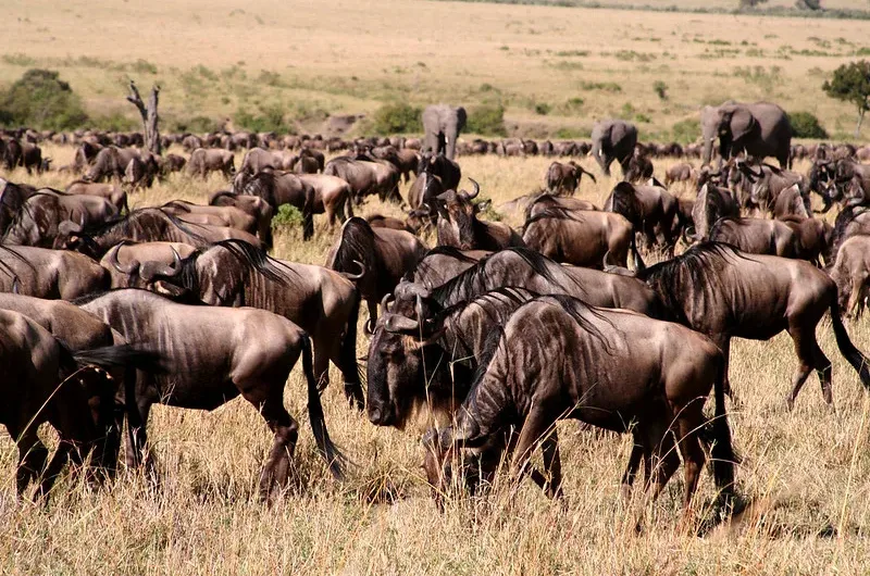 Best Place In East Africa For Wildebeest Migration In East Africa