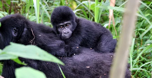 Best Practices When Planning A Gorilla Trek For The Elderly.