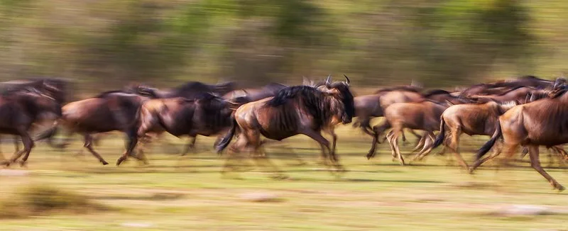 Best Time To Witness Masai Mara wildebeest Migration