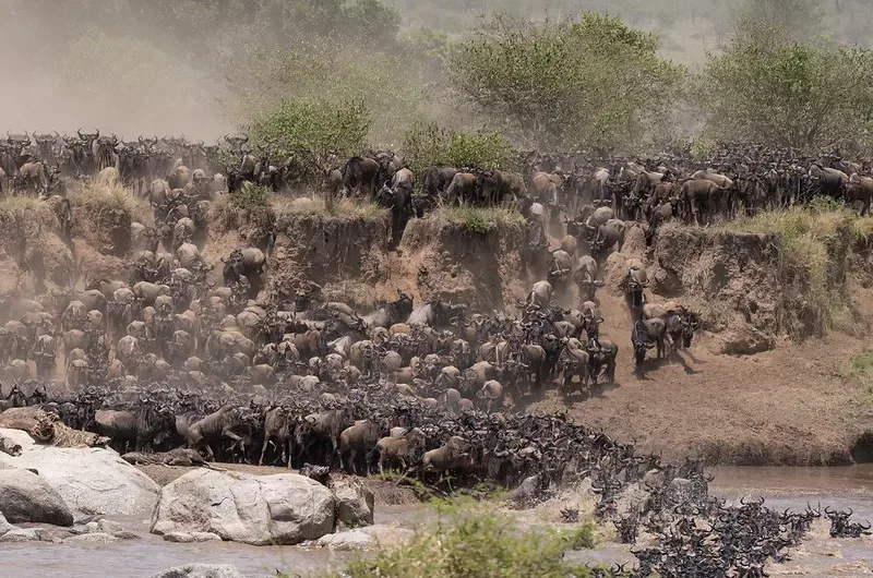 Best Time To Witness Serengeti National Park Wildebeest Migration