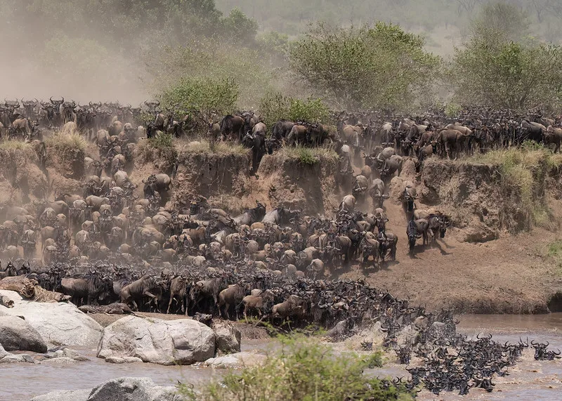 Best Time To Witness Serengeti National Park Wildebeest Migration