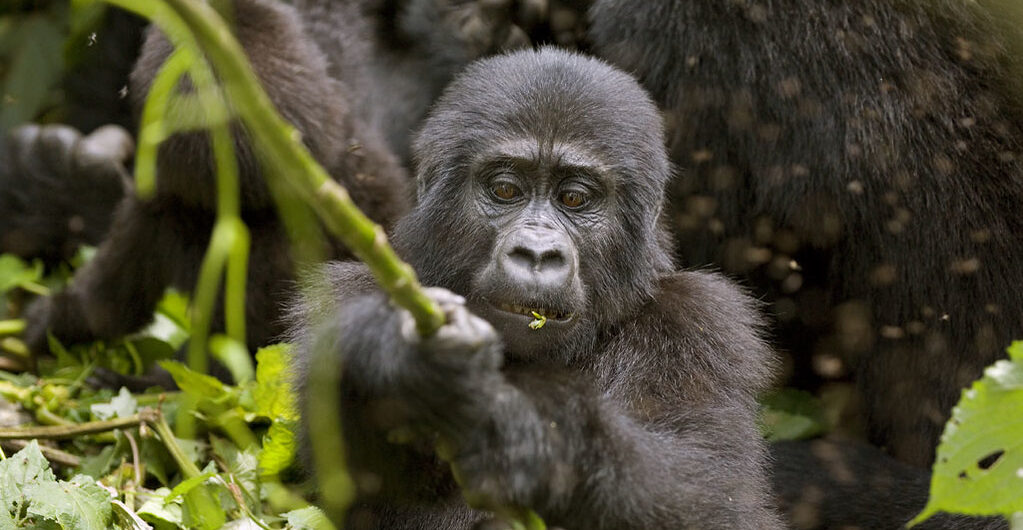 Book a gorilla habituation Trip