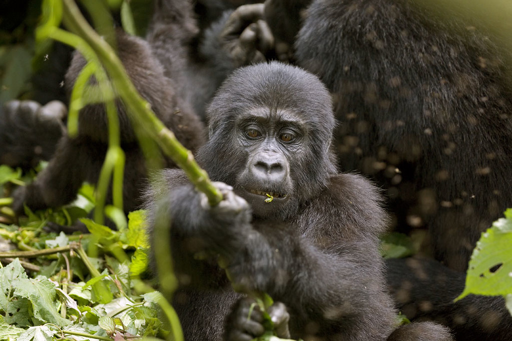 Book a gorilla habituation Trip