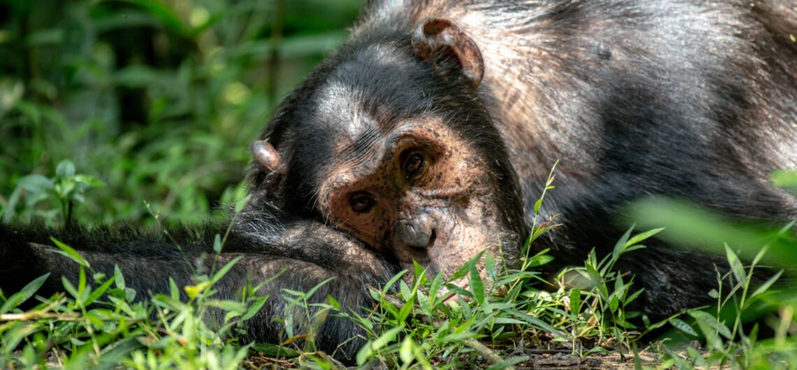 Book chimpanzee habituation permits