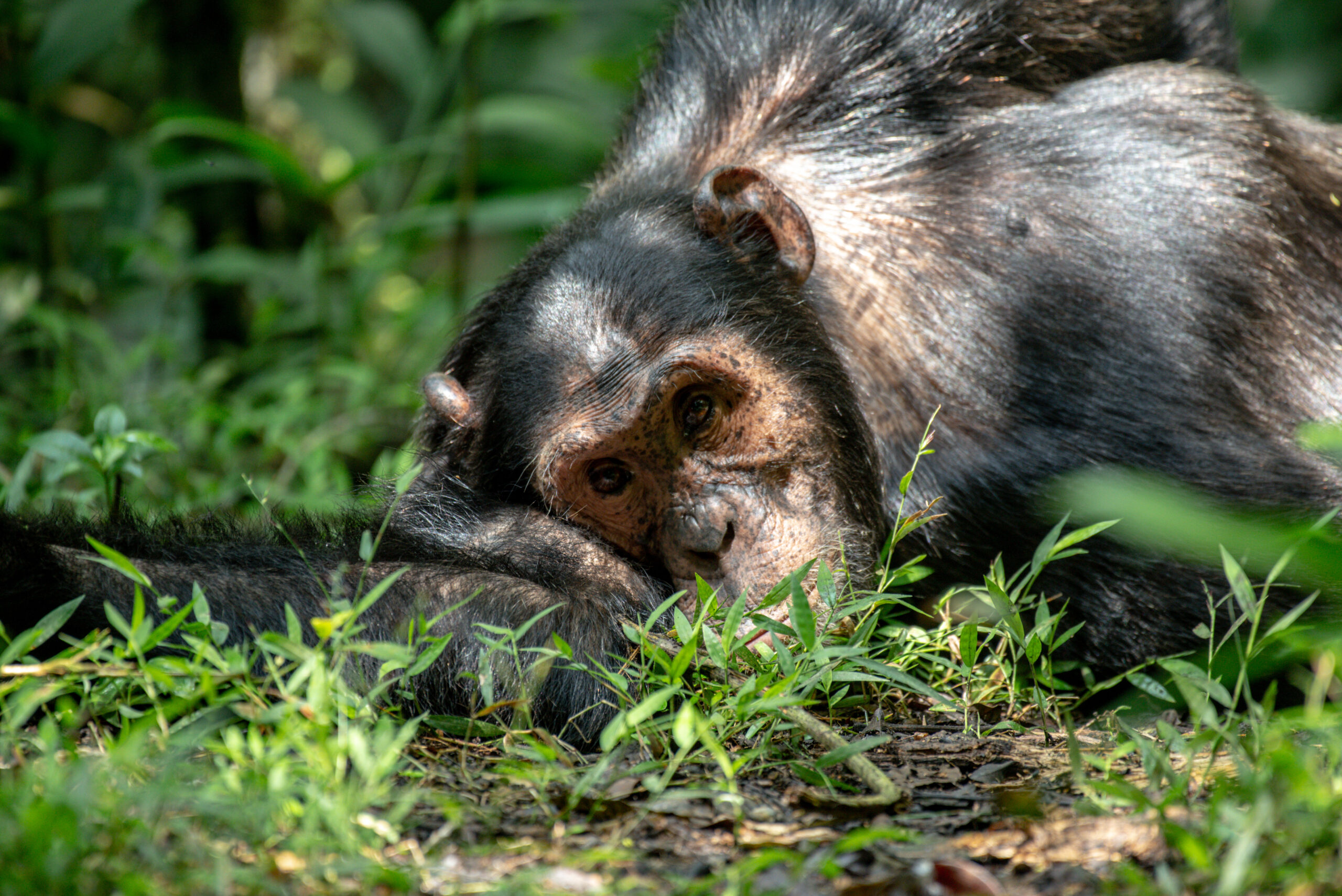 Book chimpanzee habituation permits