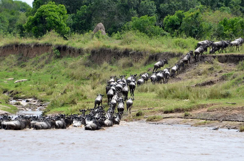 Budget Safaris To See Wildebeest Migrations In Africa.