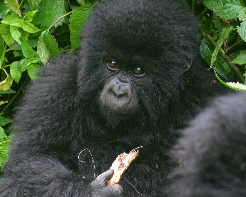 Buying a gorilla permit 