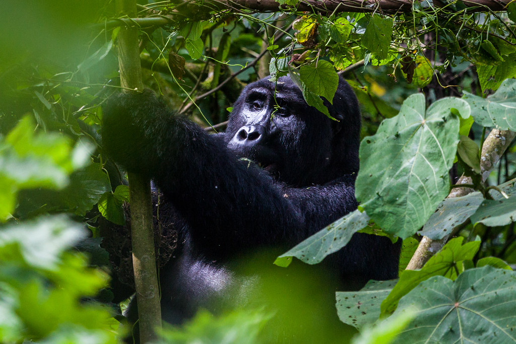 Bwindi Impenetrable National Park.