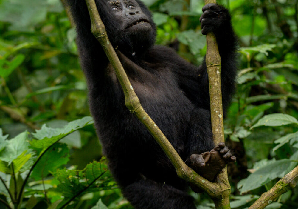 Bwindi and Kibale National Parks