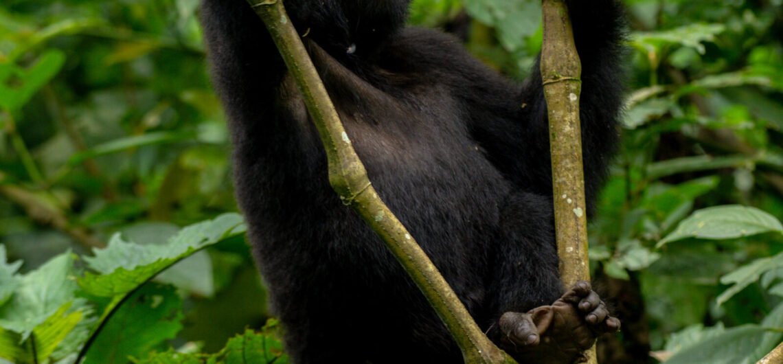 Bwindi and Kibale National Parks