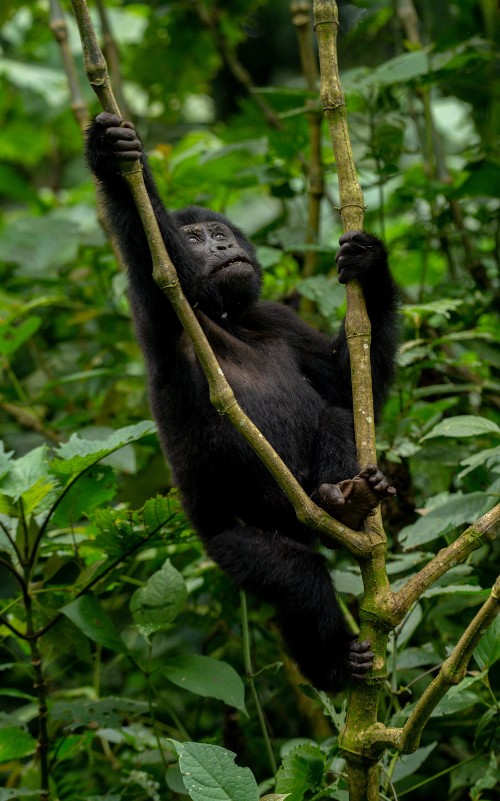 Bwindi and Kibale National Parks