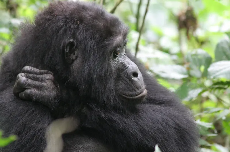 Can I Choose A Gorilla Family Of My Choice In Uganda And Rwanda.