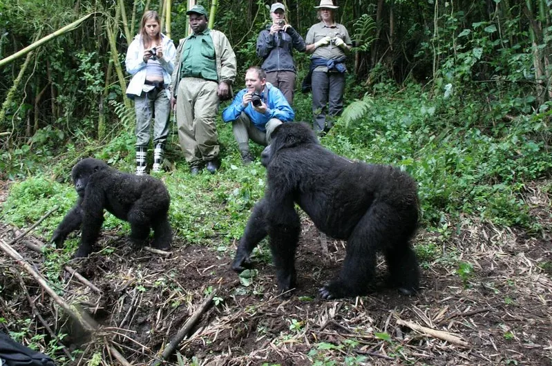 Challenges likely to be faced during gorilla trekking in Uganda and Rwanda.