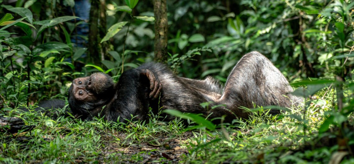 Chimpanzee encounters and adventures in Uganda