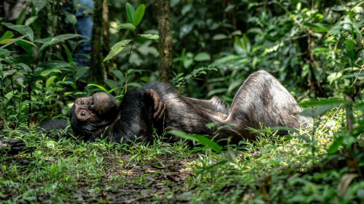 Chimpanzee encounters and adventures in Uganda
