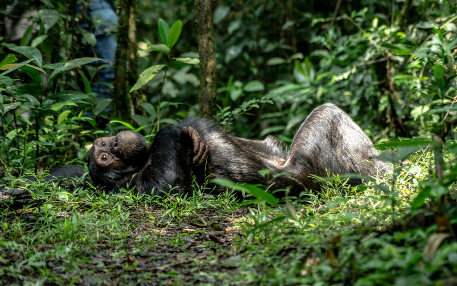 Chimpanzee encounters and adventures in Uganda