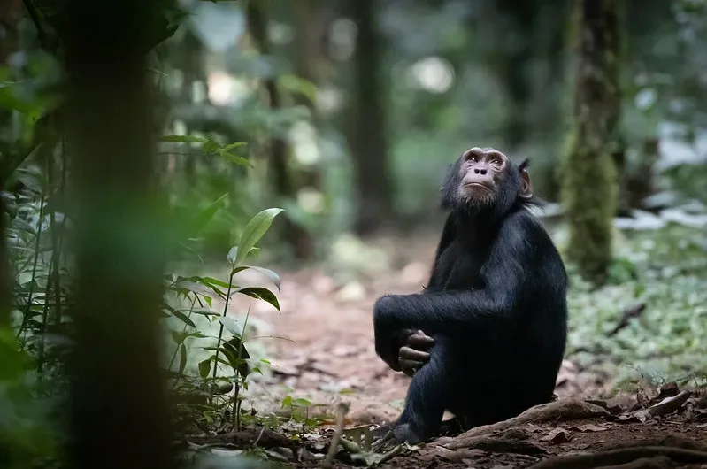 Chimpanzee filming in Uganda