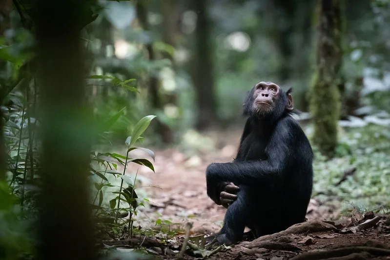 Chimpanzee filming in Uganda