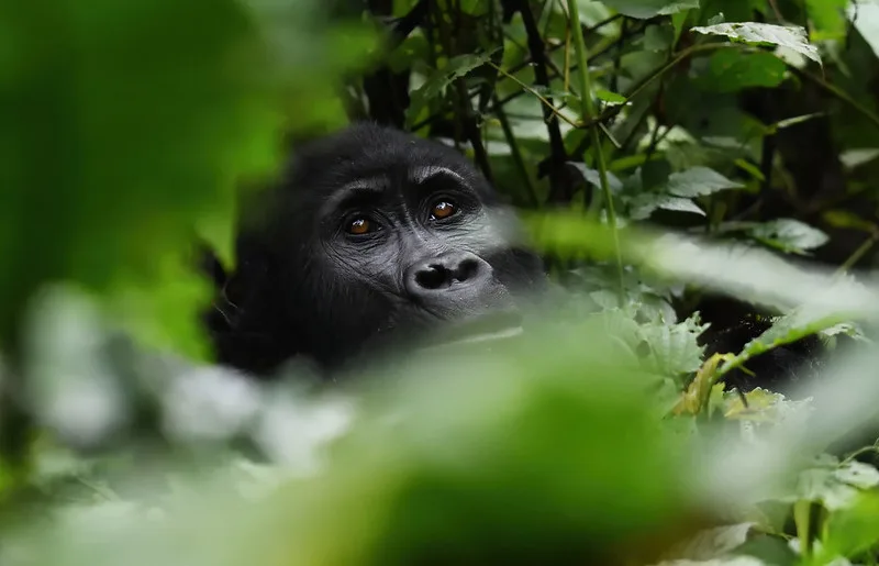 Compare Gorilla Trekking In Bwindi Impenetrable National Park And Mgahinga National Park.