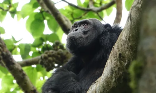 Compare chimpanzee trekking in Uganda and Rwanda