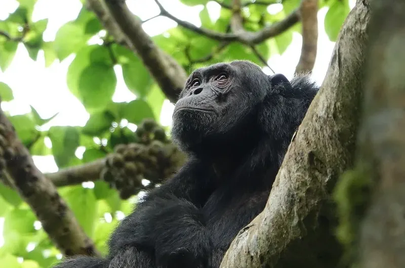 Compare chimpanzee trekking in Uganda and Rwanda