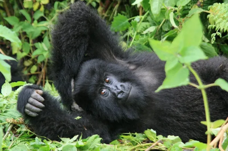 Compare gorilla trekking and habituation experience in Uganda.