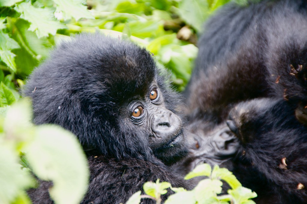 Dian Fossey and gorillas In Rwanda