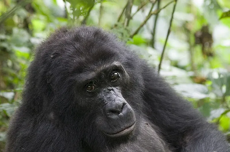 Discounted gorilla permit price for East African residents in Uganda and Rwanda.