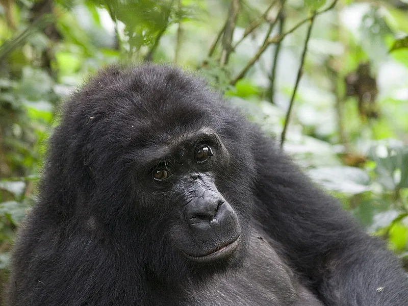 Discounted gorilla permit price for East African residents in Uganda and Rwanda.