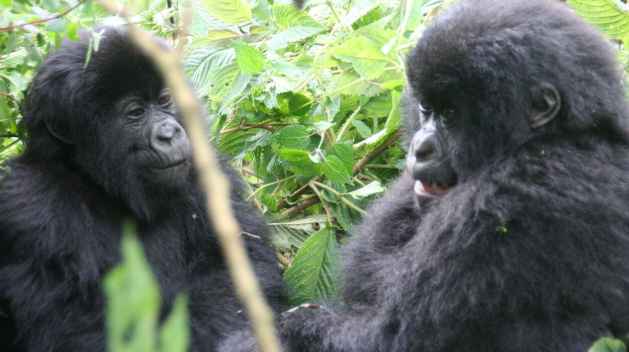Discounted gorilla permits in Uganda