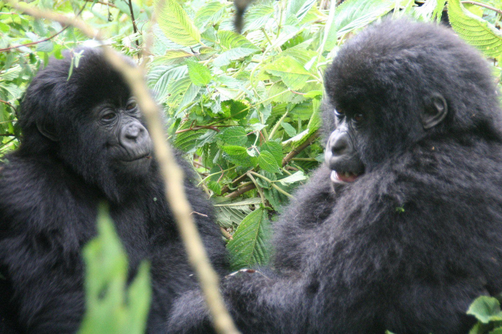 Discounted gorilla permits in Uganda