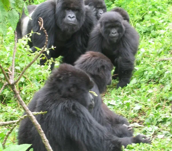 Enforcing gorilla trekking minimum age in Uganda and Rwanda.