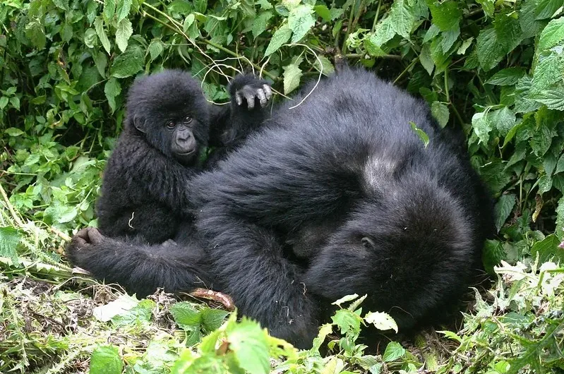 Facts about gorilla habituation experience permits in Uganda