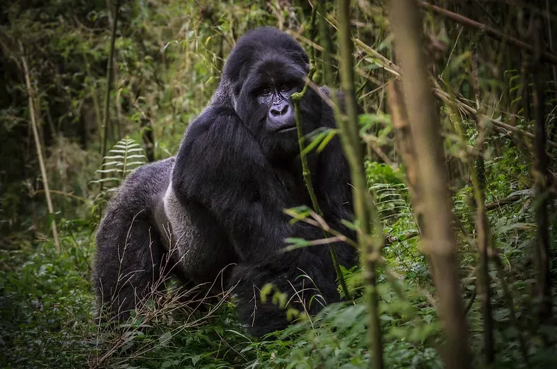 Frequently Asked Mgahinga National Park Questions.