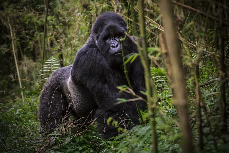 Frequently Asked Mgahinga National Park Questions.