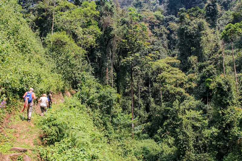 Frequently Asked Nyungwe National Park Questions.