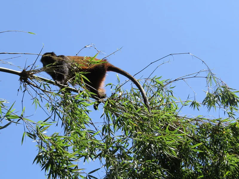 Frequently Asked Questions About Golden Monkey Trekking In Mgahinga National Park