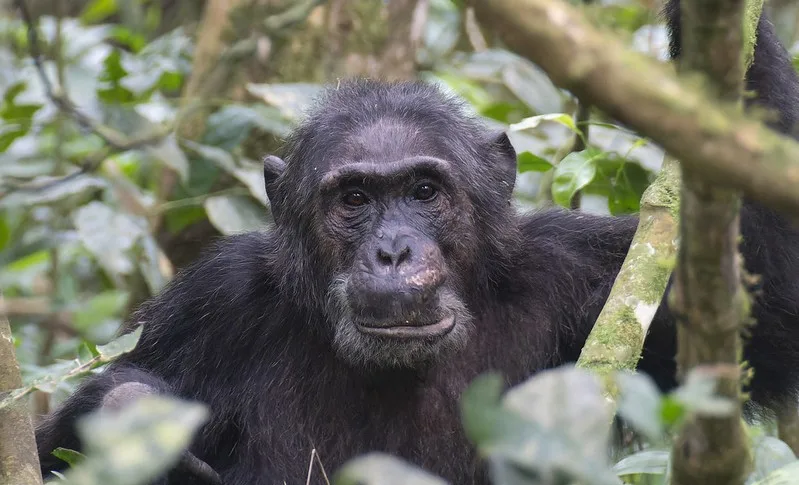 Frequently asked questions about chimpanzee trekking in Uganda and Rwanda.