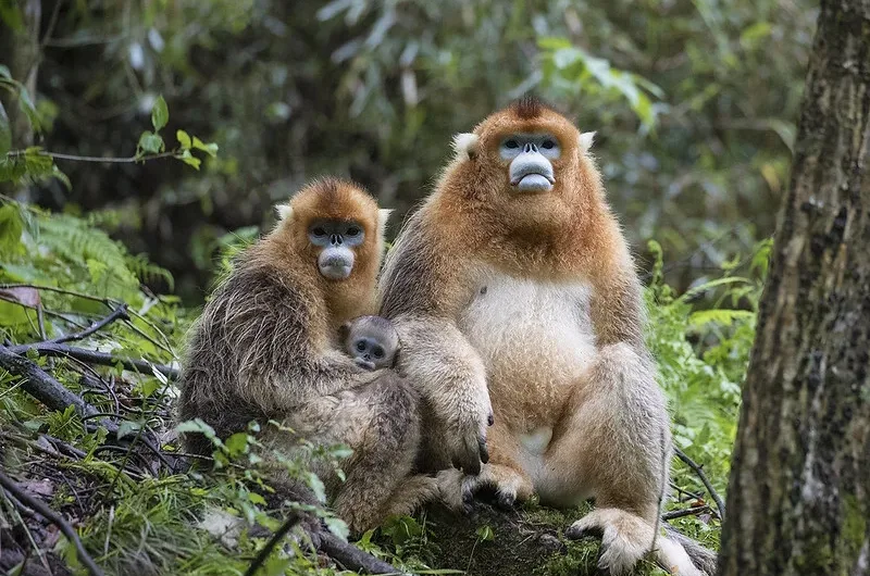 Frequently asked questions about golden monkey habituation experience in Mgahinga