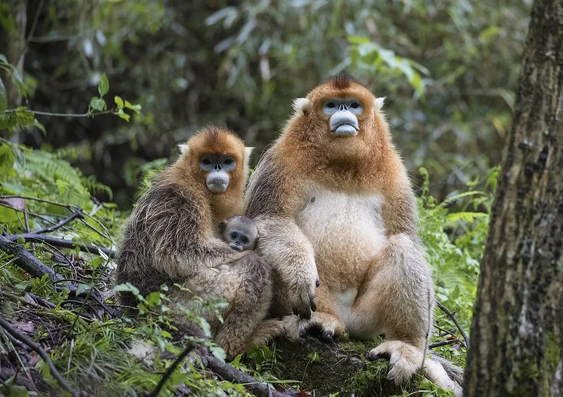 Frequently asked questions about golden monkey habituation experience in Mgahinga