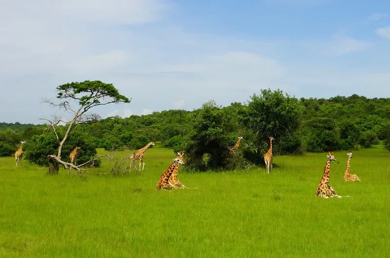 Giraffes to control acacia hockii spread in Lake Mburo NP.