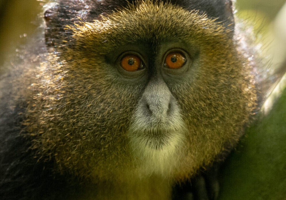 Frequently asked questions about golden monkey habituation experience in Mgahinga