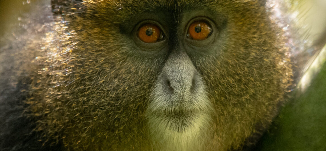 Frequently asked questions about golden monkey habituation experience in Mgahinga