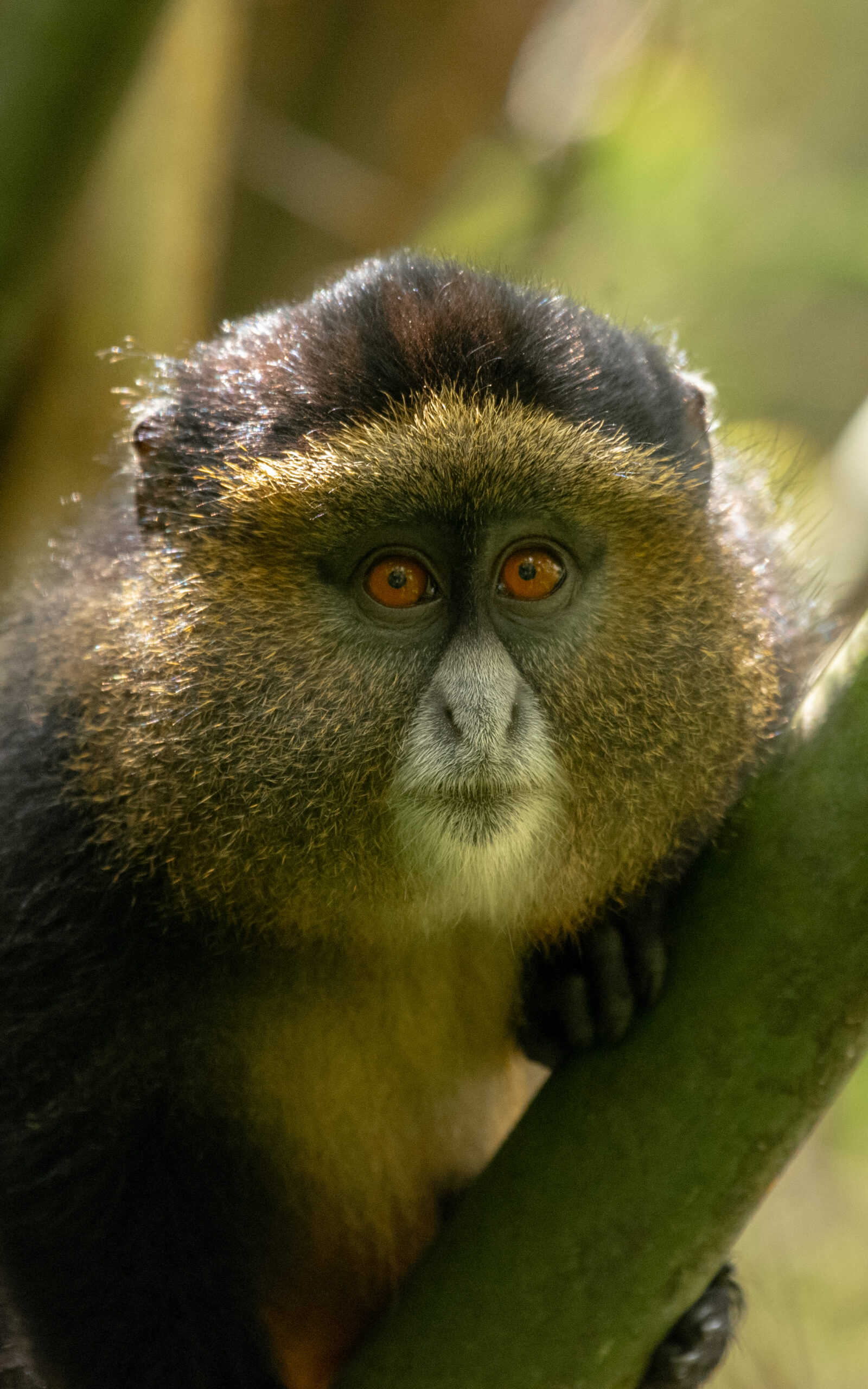 Frequently asked questions about golden monkey habituation experience in Mgahinga