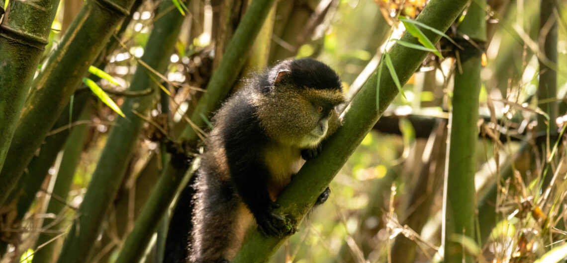 Golden monkey trekking in Uganda and Rwanda 