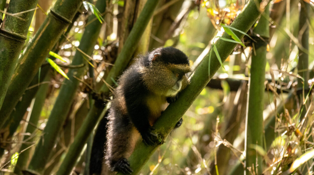 Golden monkey trekking in Uganda and Rwanda 