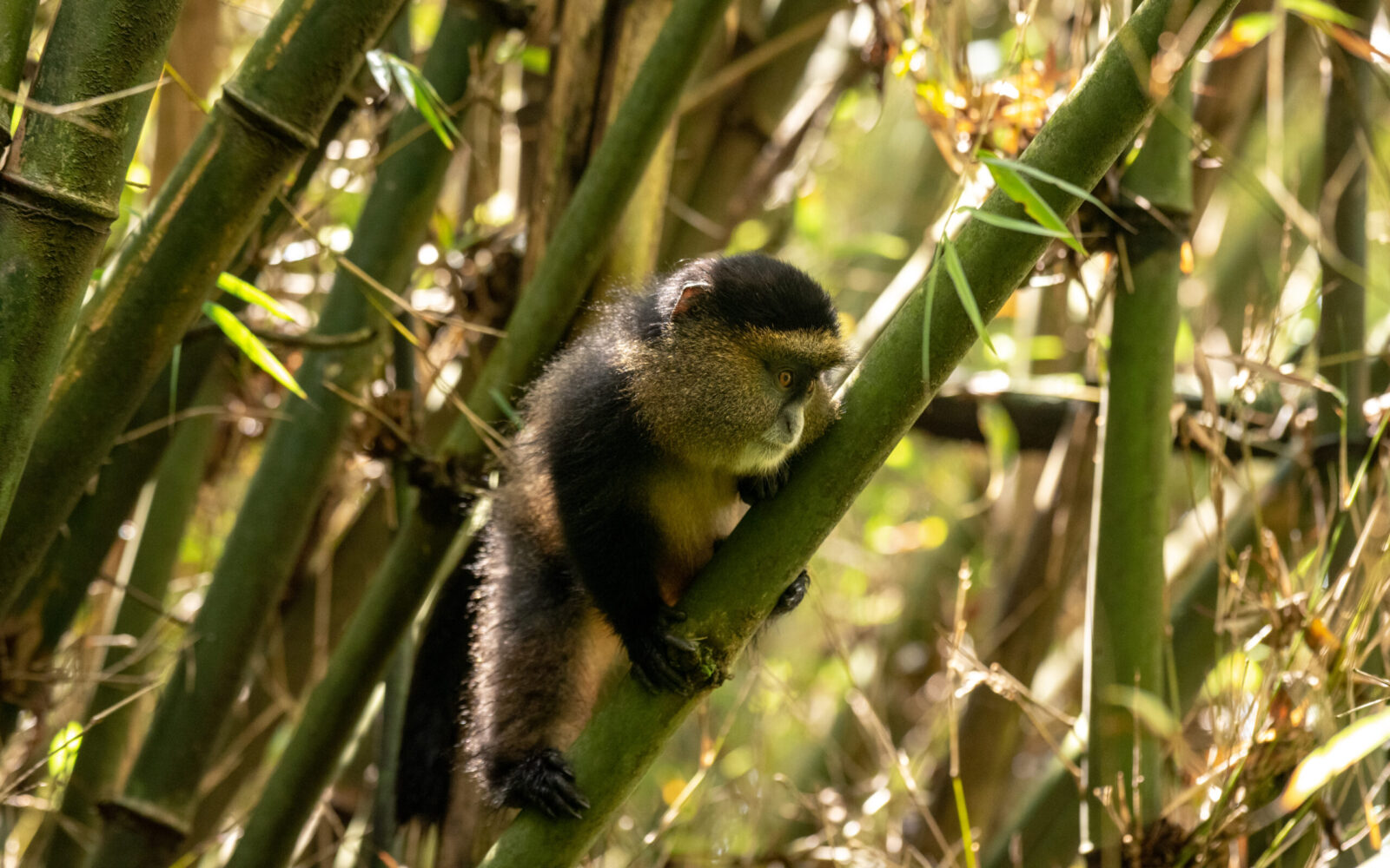 Golden monkey trekking in Uganda and Rwanda 