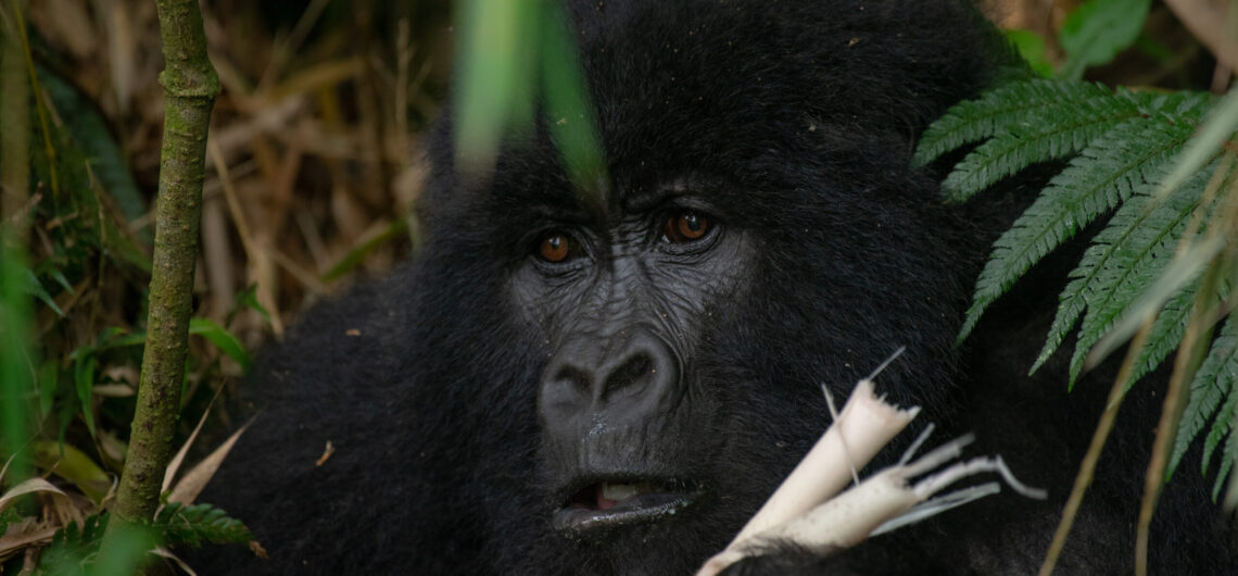 Gorilla Trekking For The Elderly