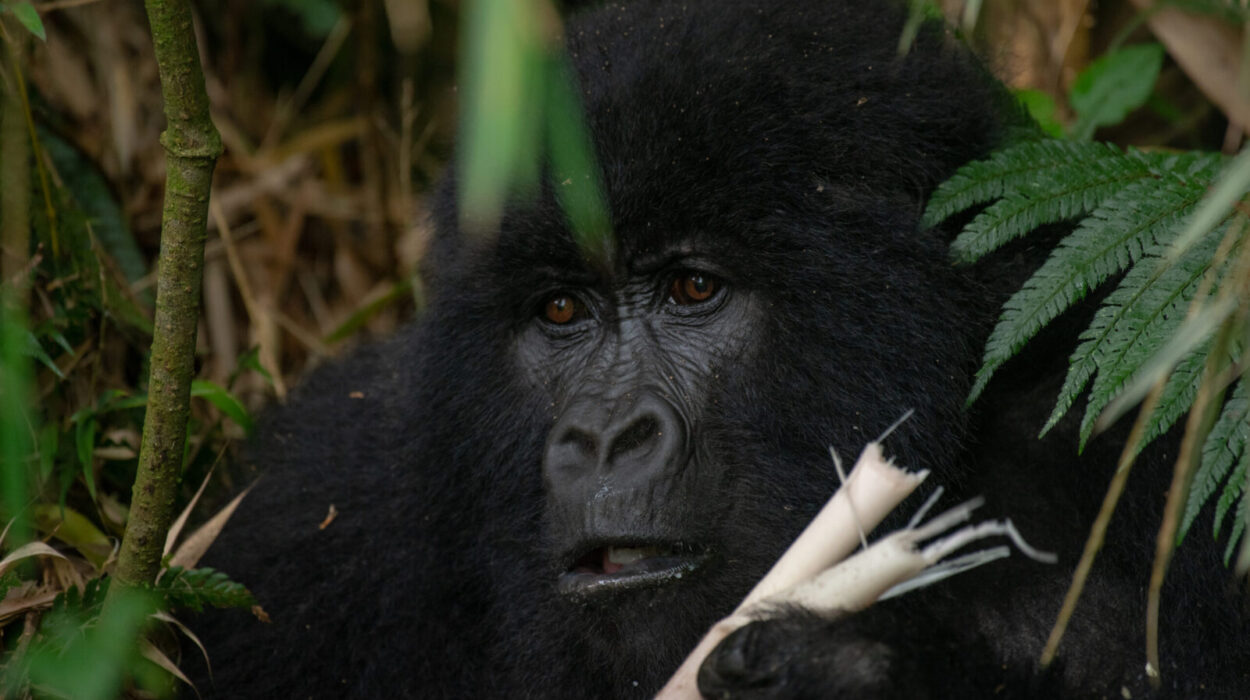 Gorilla Trekking For The Elderly